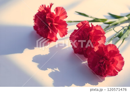 花 フラワー お花 120571476