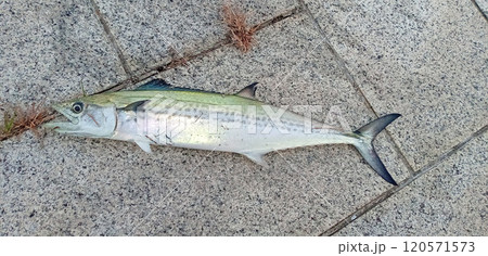 海釣り公園で横たわるサワラ 海釣り公園で横たわるサワラ 120571573