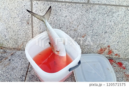 血抜き中のサワラ 120571575