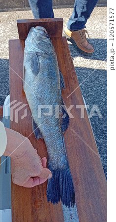 シーバスの釣り大会での測定中 シーバスの釣り大会での測定中 120571577
