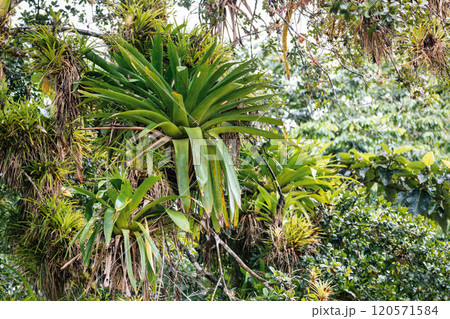 Refugio de Vida Silvestre Cano Negro rainforest, Costa Rica wilderness landscape. Refugio de Vida Silvestre Cano Negro rainforest, Costa Rica wilderness landscape. 120571584
