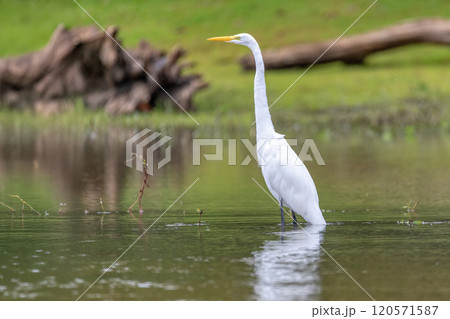 Great egret, Ardea alba Cano Negro, Costa Rica Great egret, Ardea alba Cano Negro, Costa Rica 120571587