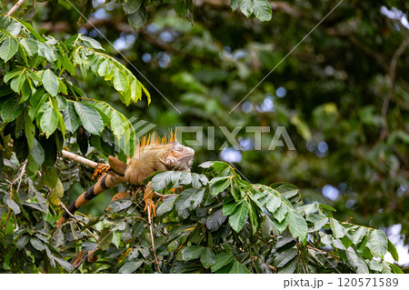 Green iguana - Iguana iguana, Refugio de Vida Silvestre Cano Negro, Wildlife and birdwatching in Costa Rica. 120571589