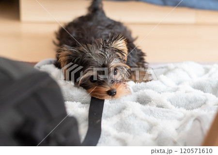 ひもに噛みついて遊ぶ可愛い犬 ひもに噛みついて遊ぶ可愛い犬 120571610