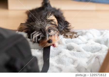 ひもに噛みついて遊ぶ可愛い犬 ひもに噛みついて遊ぶ可愛い犬 120571612