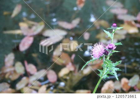 池のほとりに咲いている 雨に濡れたピンク色のノアザミ 120571661