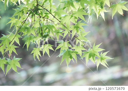 池の畔 雨に打たれて新緑が美しい春の紅葉 120571670