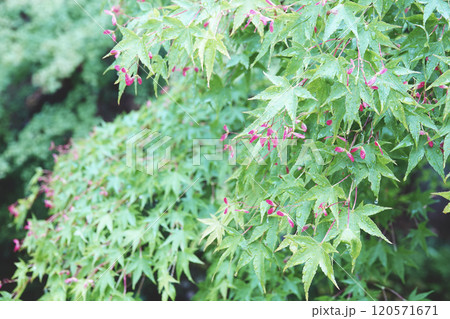 春の雨を受けて可愛いピンク色の花を付けた紅葉の花 120571671