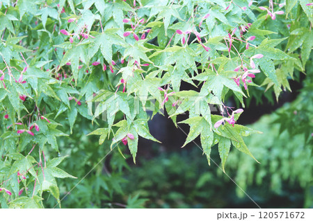 春の雨を受けて可愛いピンク色の花を付けた紅葉の花 120571672