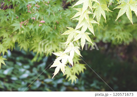 池の畔 雨に打たれて新緑が美しい春の紅葉 池の畔 雨に打たれて新緑が美しい春の紅葉 120571673