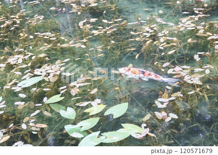 睡蓮の池で泳ぐ鯉 120571679