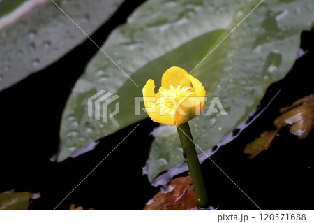 雨に濡れた池の西条河骨（サイジョウコウホネ）の花 120571688