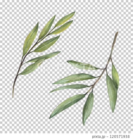 Olive tree branch set, fruitless with green leaves. Watercolor botanical floral clipart. Hand drawn greenery foliage realistic illustration for greeting, invitation card label Isolated from background 120571938