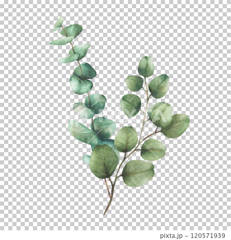 Eucalyptus plant bouquet. Greenery Watercolor arrangement Green silver dollar tree branches with round leaves hand drawn botanical illustration for wedding, greeting, baptism isolated from background Eucalyptus plant bouquet. Greenery Watercolor arrangement Green silver dollar tree branches with round leaves hand drawn botanical illustration for wedding, greeting, baptism isolated from background 120571939