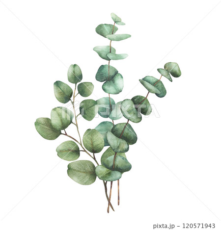 Eucalyptus plant bouquet. Greenery Watercolor arrangement Green silver dollar tree branches with round leaves hand drawn botanical illustration for wedding, greeting, baptism isolated from background  120571943
