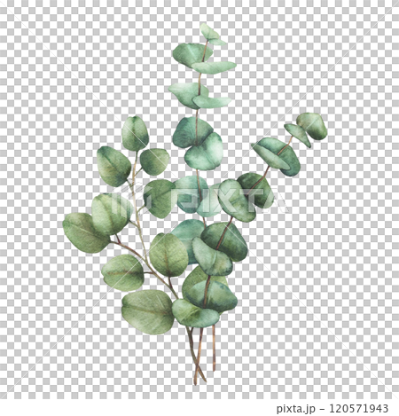 Eucalyptus plant bouquet. Greenery Watercolor arrangement Green silver dollar tree branches with round leaves hand drawn botanical illustration for wedding, greeting, baptism isolated from background  120571943