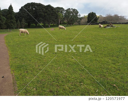 コーンウォールパークと羊 コーンウォールパークと羊 120571977