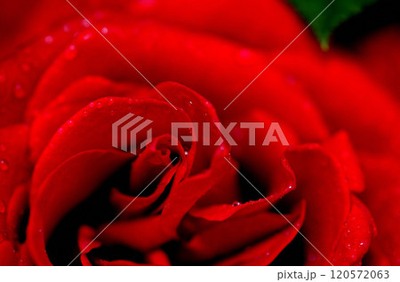 近所で見たバラの花 近所で見たバラの花 120572063