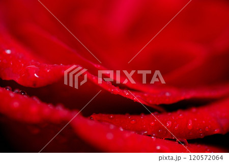 近所で見たバラの花 120572064