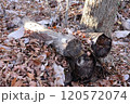 落ち葉の中の薪木 120572074