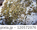 苔に覆われた岩 120572076