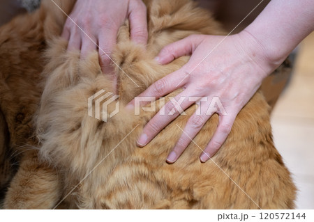 猫を撫でる 茶トラ猫 猫を撫でる 茶トラ猫 120572144