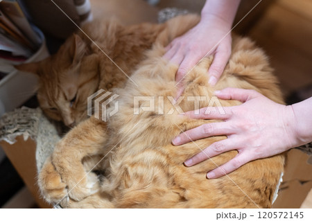猫を撫でる 茶トラ猫 猫を撫でる 茶トラ猫 120572145