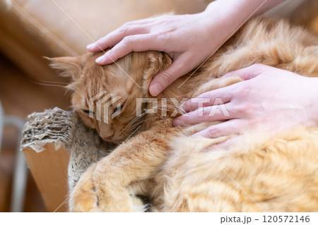 猫を撫でる 茶トラ猫 猫を撫でる 茶トラ猫 120572146