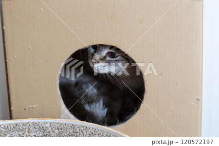 ダンボール箱に入った猫　シャムトラ猫 120572197