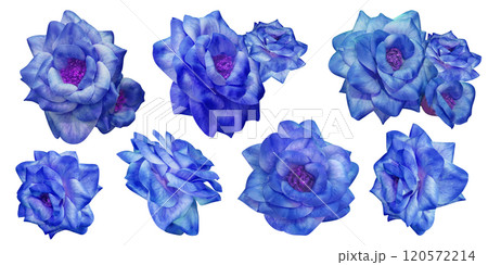 blue and violet eleven roses flower on a white background, nature, fashion, decor, love, valentine, gift 120572214