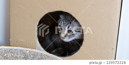 ダンボール箱に入った猫　シャムトラ猫 120572228