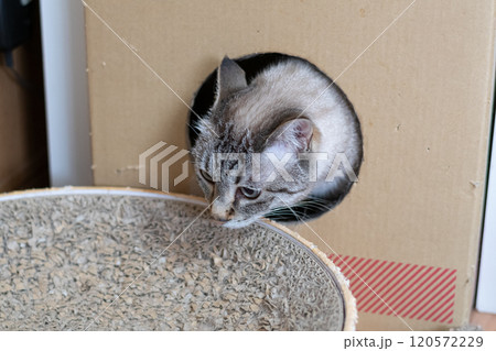 ダンボール箱に入った猫 シャムトラ猫 ダンボール箱に入った猫 シャムトラ猫 120572229
