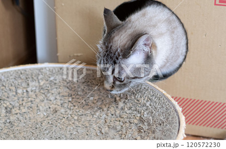 ダンボール箱に入った猫 シャムトラ猫 ダンボール箱に入った猫 シャムトラ猫 120572230