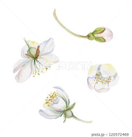 Early spring flowers, white cherry sakura apple blossom bud, hand drawn in watercolor forest anemone primrose daisy ephemera. Single object isolated illustration. Wedding, florist shop, scrapbooking. 120572469