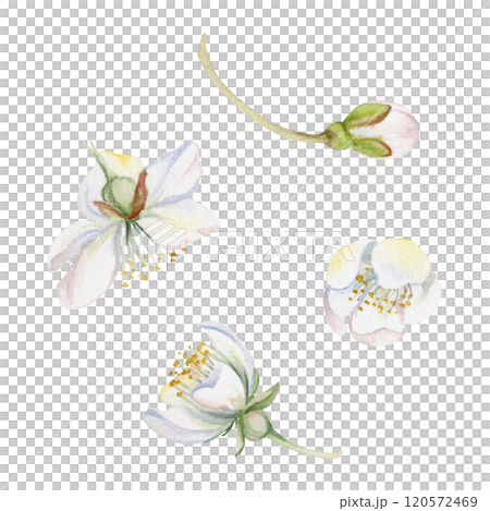 Early spring flowers, white cherry sakura apple blossom bud, hand drawn in watercolor forest anemone primrose daisy ephemera. Single object isolated illustration. Wedding, florist shop, scrapbooking. 120572469