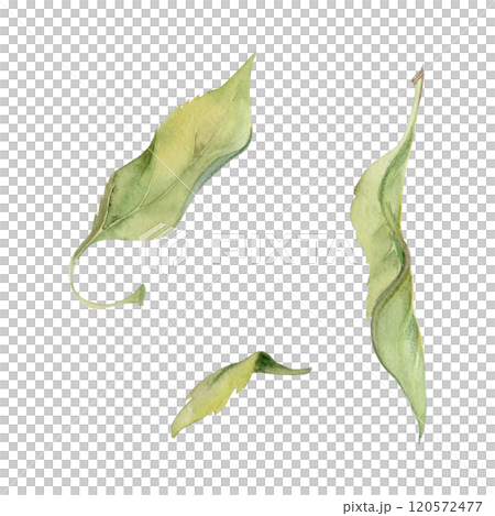 Green leaves of flower, bush tree foliage hand drawn in watercolor, lilac poplar beech elm pear apple cherry. Isolated botanical illustration. Wedding, florist shop, scrapbooking, decoupage, cosmetics Green leaves of flower, bush tree foliage hand drawn in watercolor, lilac poplar beech elm pear apple cherry. Isolated botanical illustration. Wedding, florist shop, scrapbooking, decoupage, cosmetics 120572477