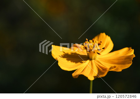 キバナコスモス（黄花秋桜） 120572846