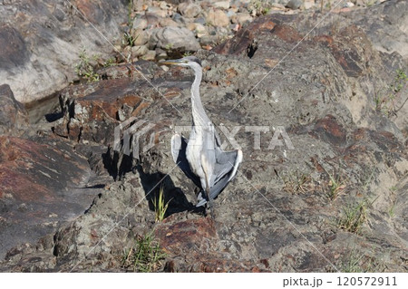 日光浴と言われているアオサギの奇妙なポーズ 日光浴と言われているアオサギの奇妙なポーズ 120572911
