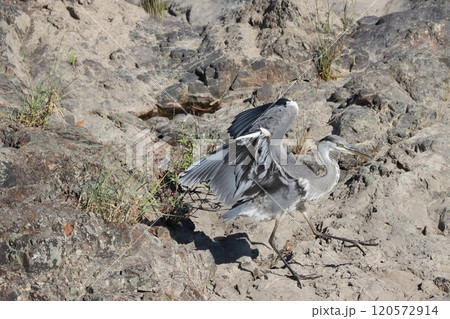 大きな身体で器用に岩場の上を移動するアオサギ 120572914