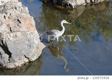 長い脚で深いところまでアオサギの猟場となる 120572916