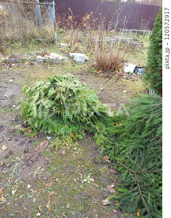 Stacks of spruce branches and thuja branches, spruce branches for covering plants 120572917