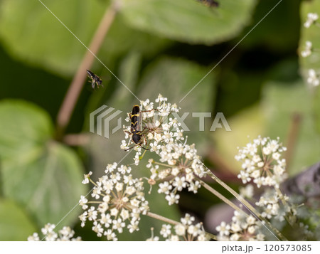 キスジトラカミキリ 120573085