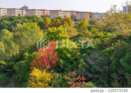 西神山手線名谷駅前の秋の風景　神戸市須磨区にて 120573150