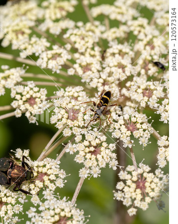 キスジトラカミキリ キスジトラカミキリ 120573164