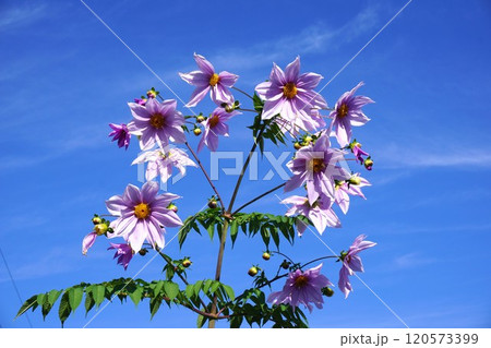 満開の皇帝ダリア 満開の皇帝ダリア 120573399