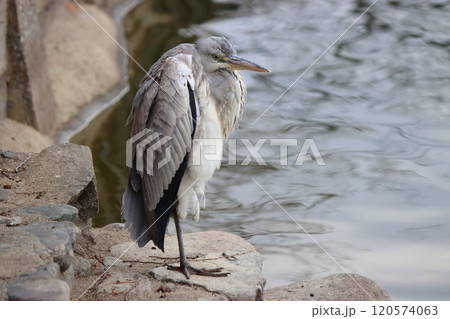 公園の池のほとりで休息をとるアオサギー七 公園の池のほとりで休息をとるアオサギー七 120574063
