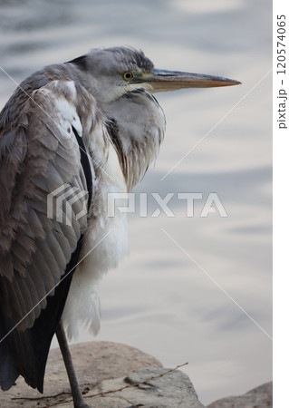 公園の池のほとりで休息をとるアオサギー九 公園の池のほとりで休息をとるアオサギー九 120574065