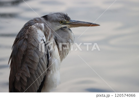 公園の池のほとりで休息をとるアオサギー拾 120574066