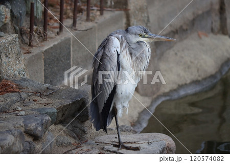 公園の池のほとりで休息をとるアオサギ 120574082