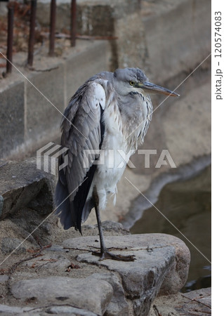 公園の池のほとりで休息をとるアオサギー壱 公園の池のほとりで休息をとるアオサギー壱 120574083